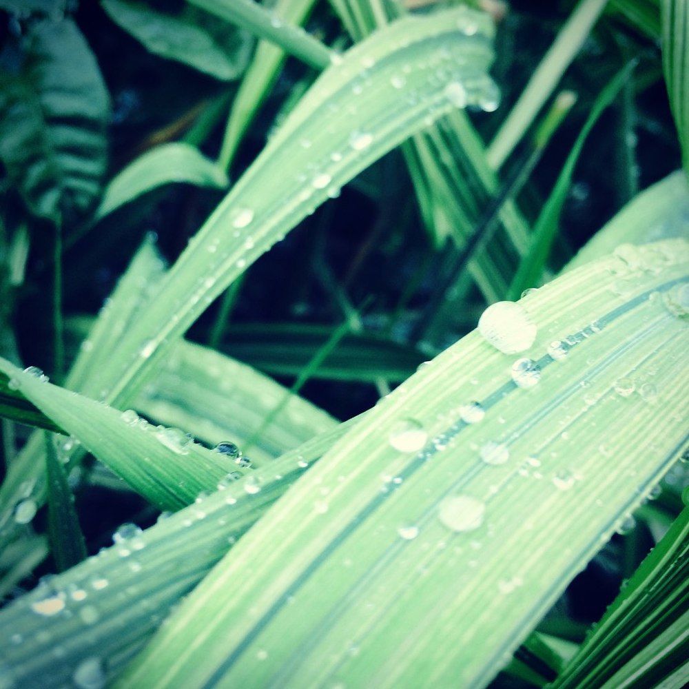 утренняя роса на траве