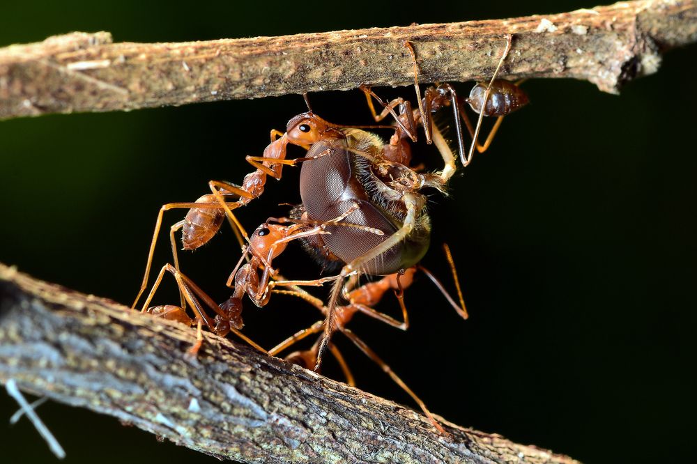 Unity is strength for success