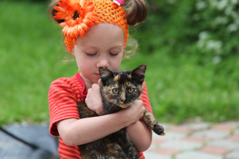 любимый котик