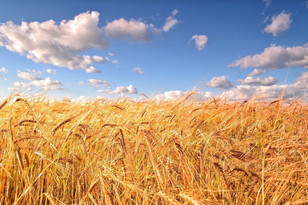 Ржаное поле