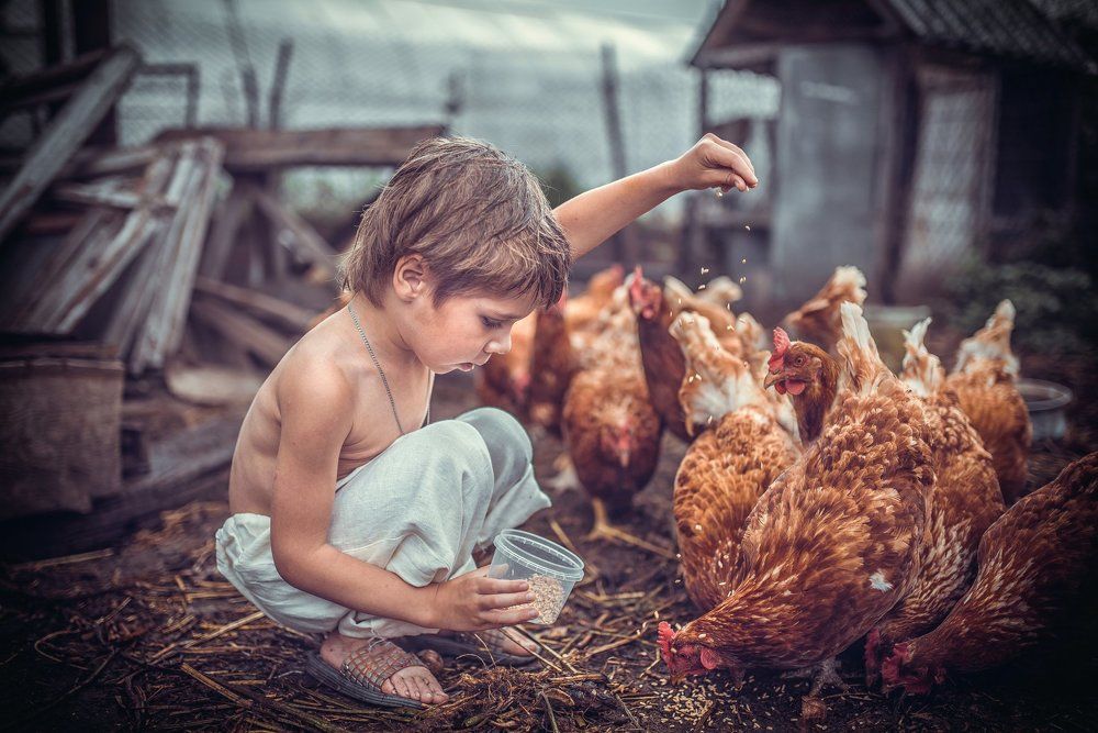 Курочкам по зернышку...