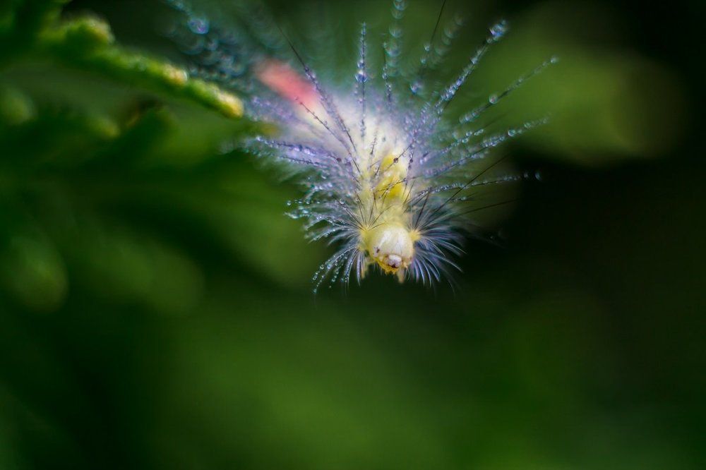 на беларускай мове - вусень