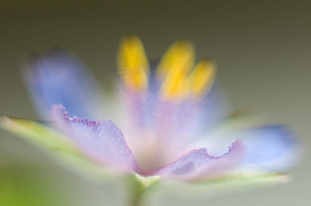 Цветок - незабудка