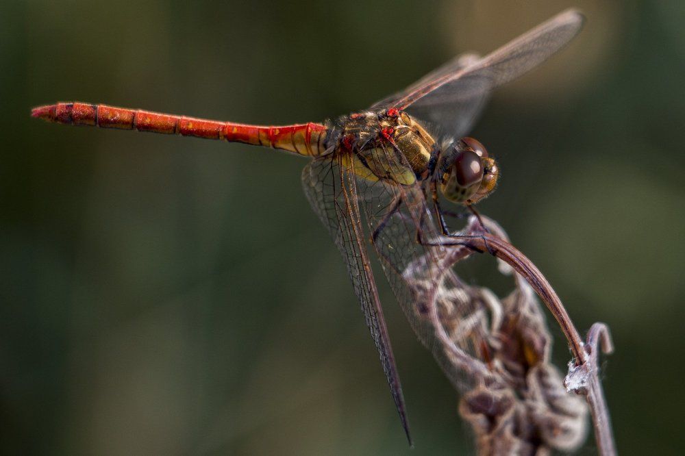 Dragonfly