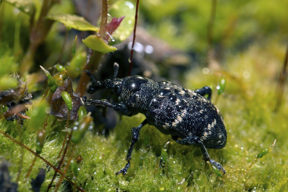 Долгоносик в поисках укрытия