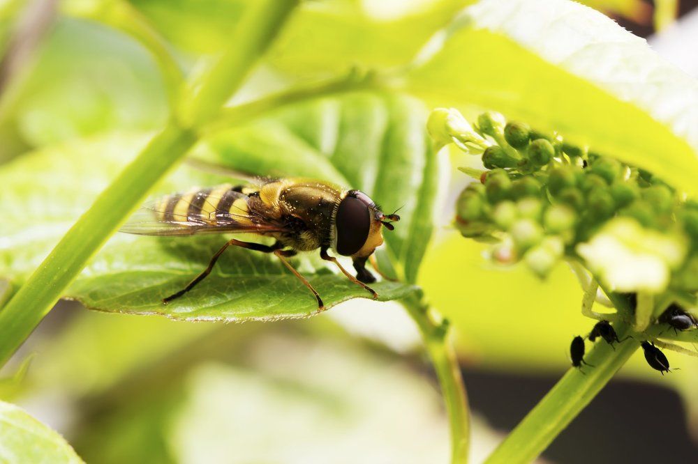 Журчала готовится к завтраку