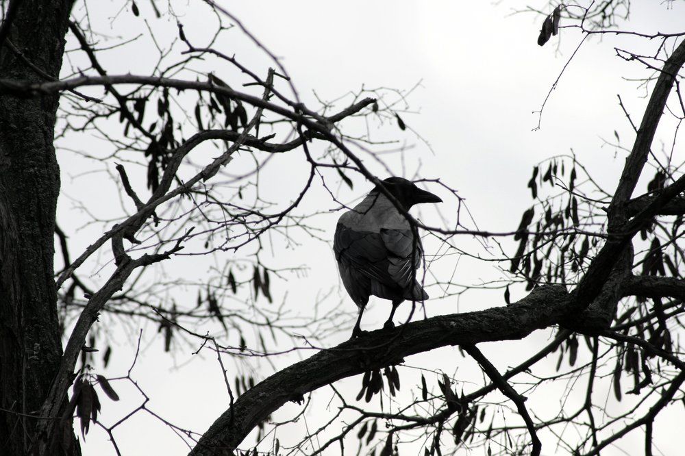 Гордая Ворона