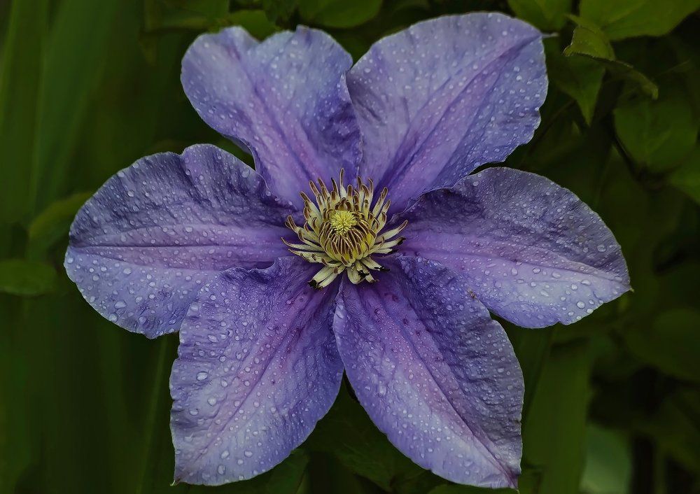 УТРЕННИЕ СЛЁЗЫ КЛЕМАТИСА