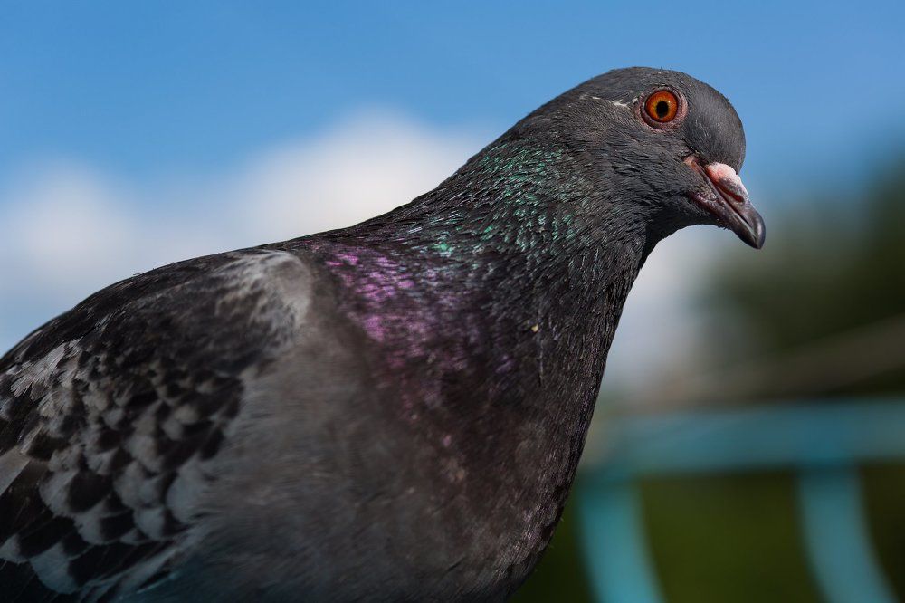 Здравствуй, друг!