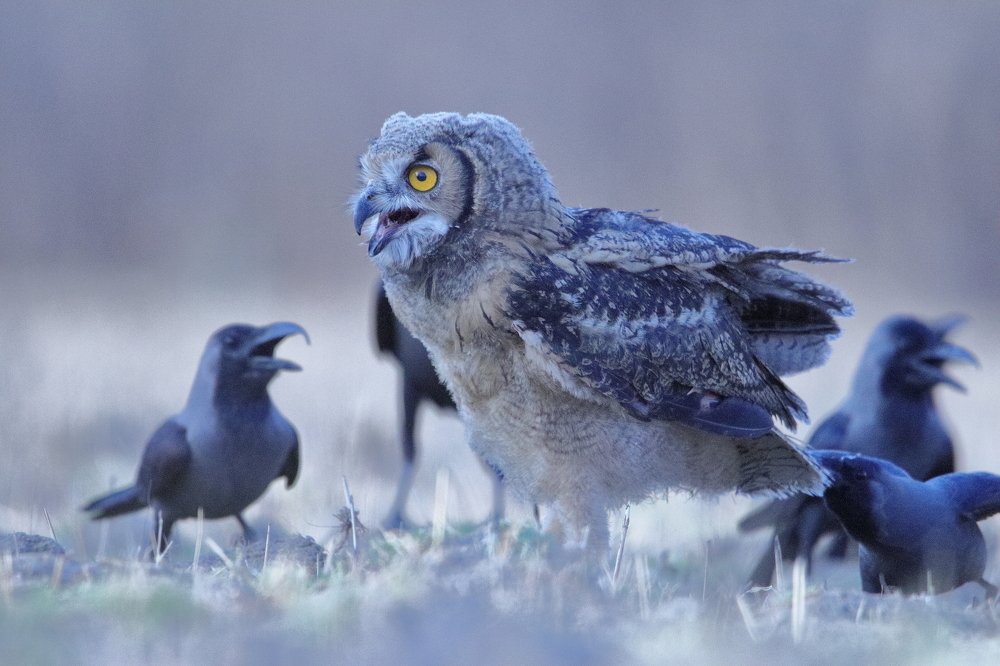 indian eagle owl and house crows