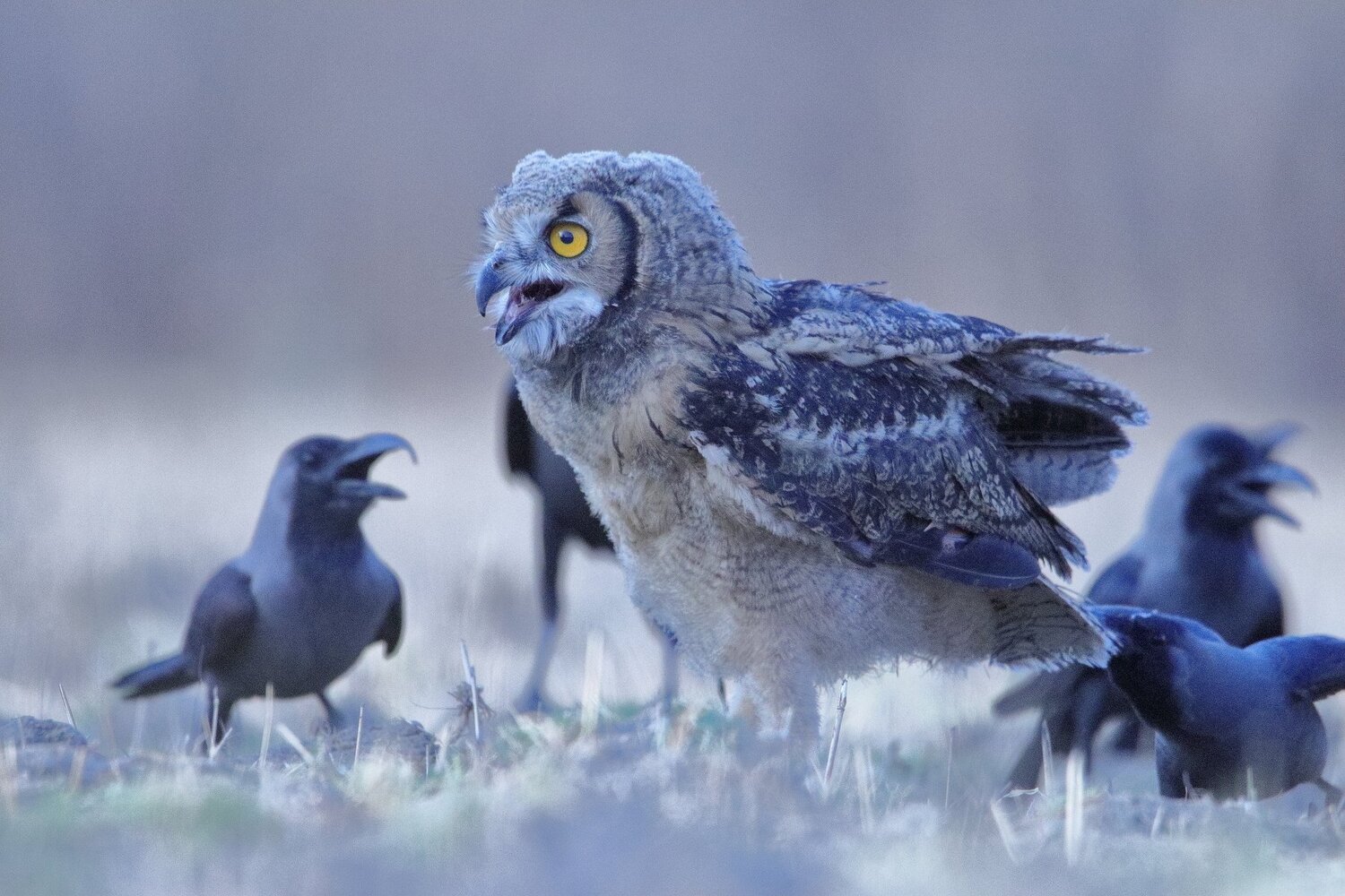 indian eagle owl and house crows