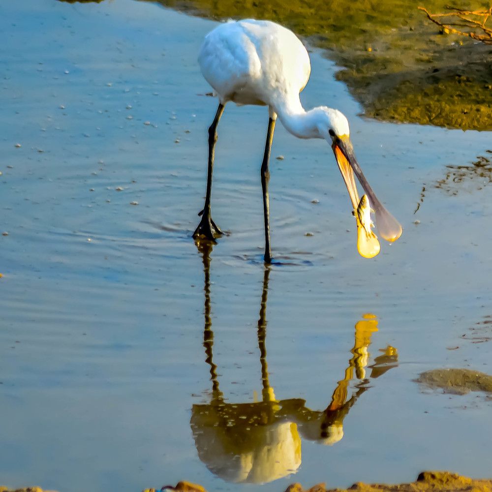 Spoonbill Caught with catch