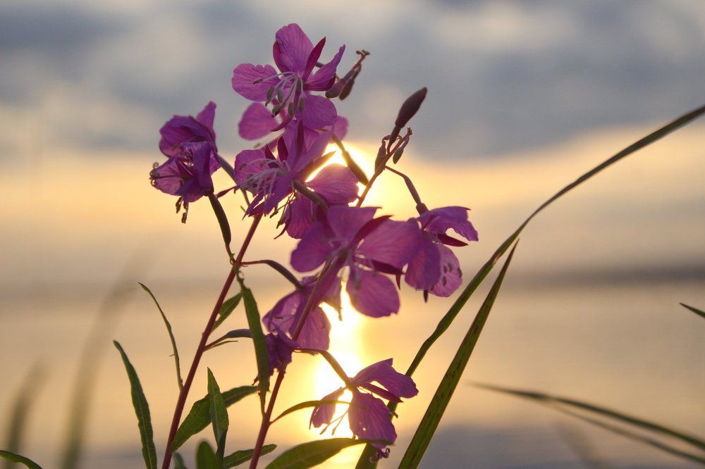 иван-чай в лучах заката