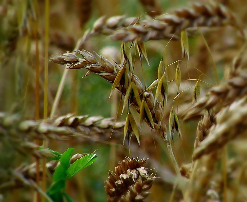 скоро осень....