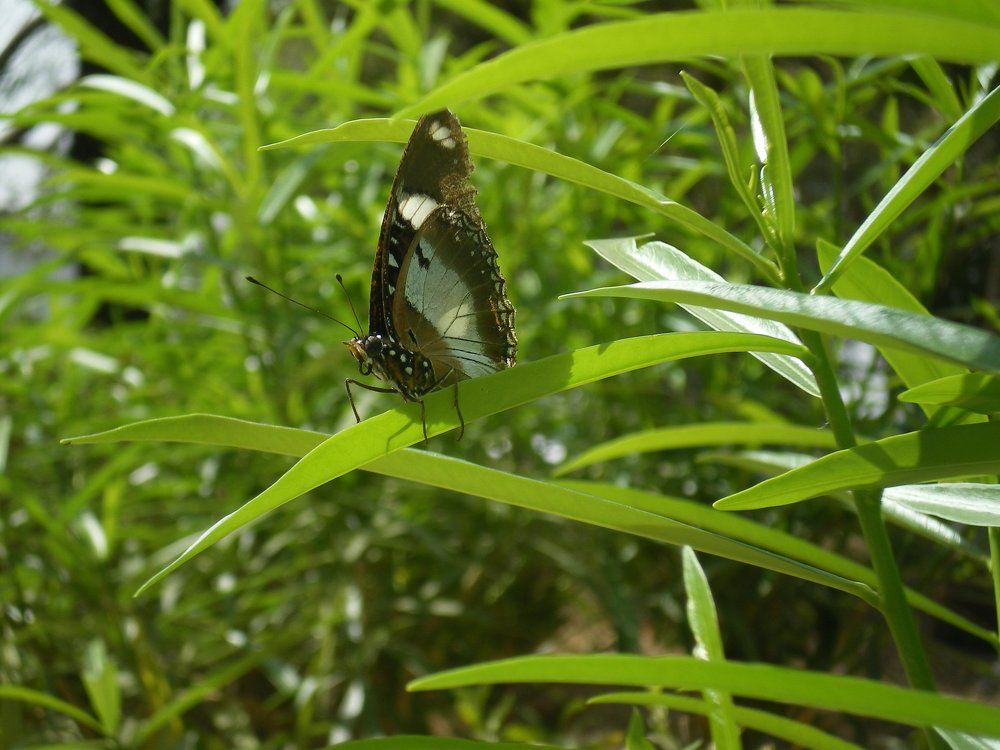Butterfly and sparrow