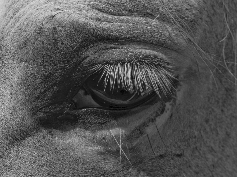 Сквозь ресницы