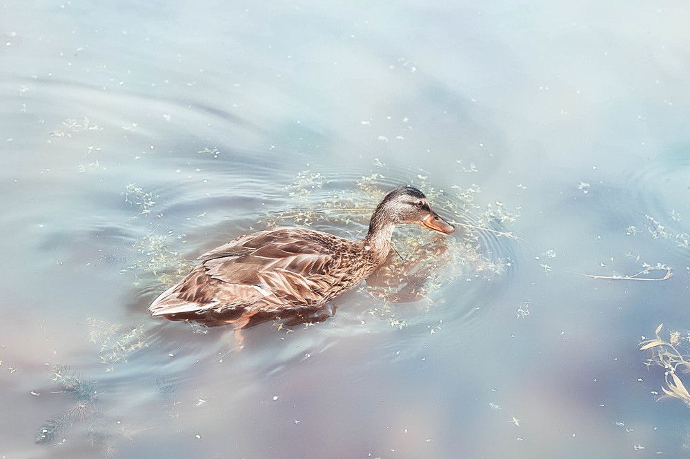 Photograph by Толмачёва Ирина