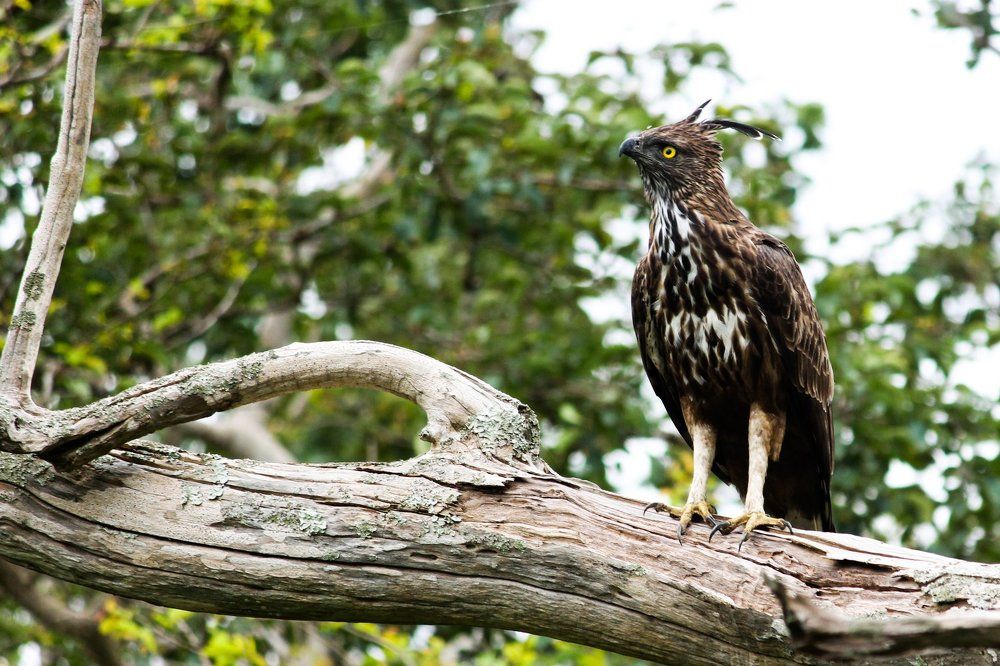 crested hawk-eagle