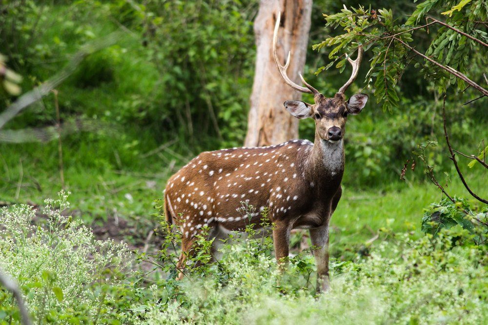 spotted deer