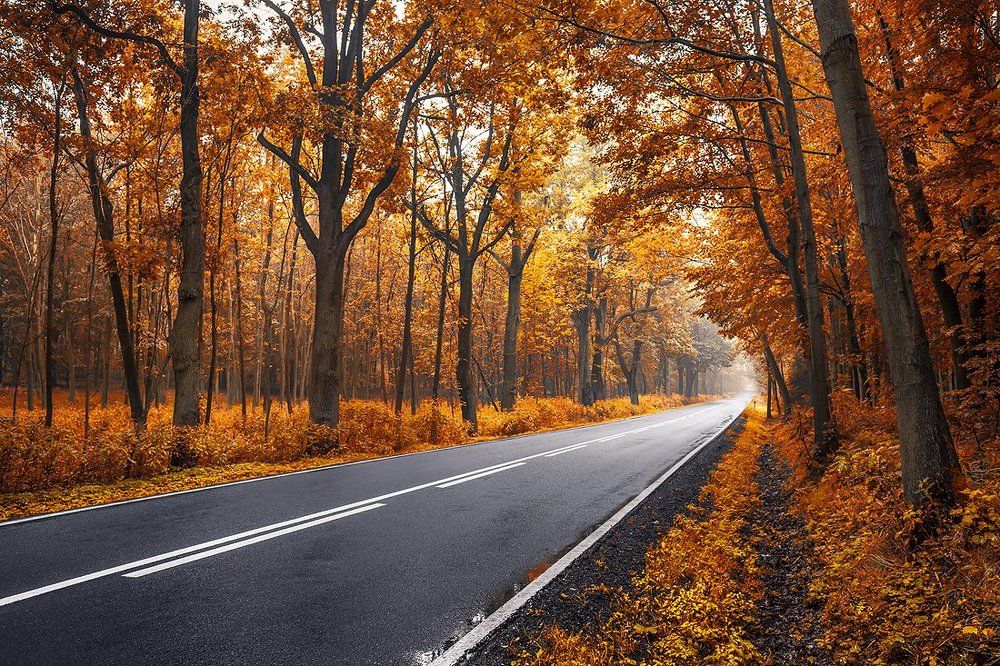 Autumn road