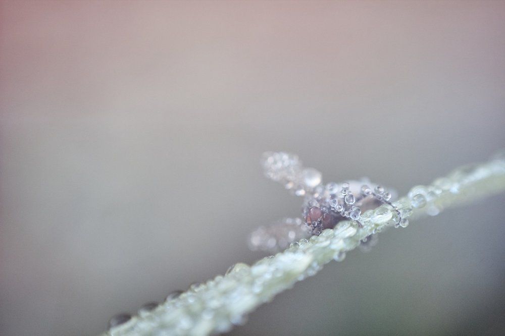 Мертвой хваткой...