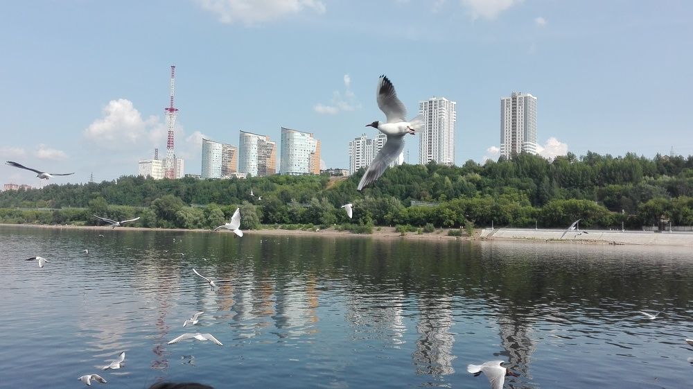 Голодные пермские чайки