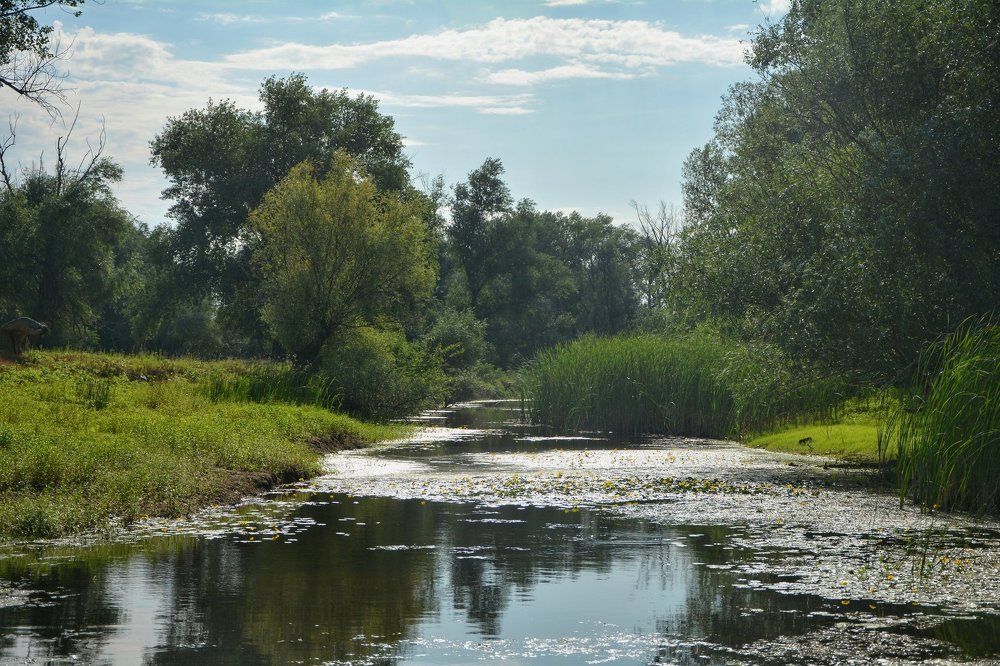 Цветущий водоём