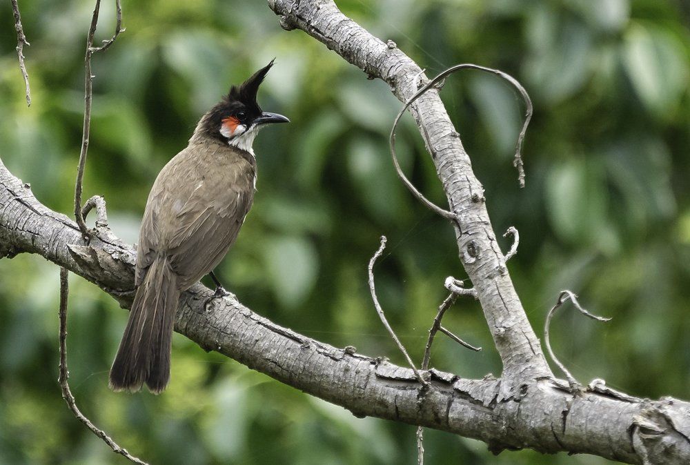 Bulbul
