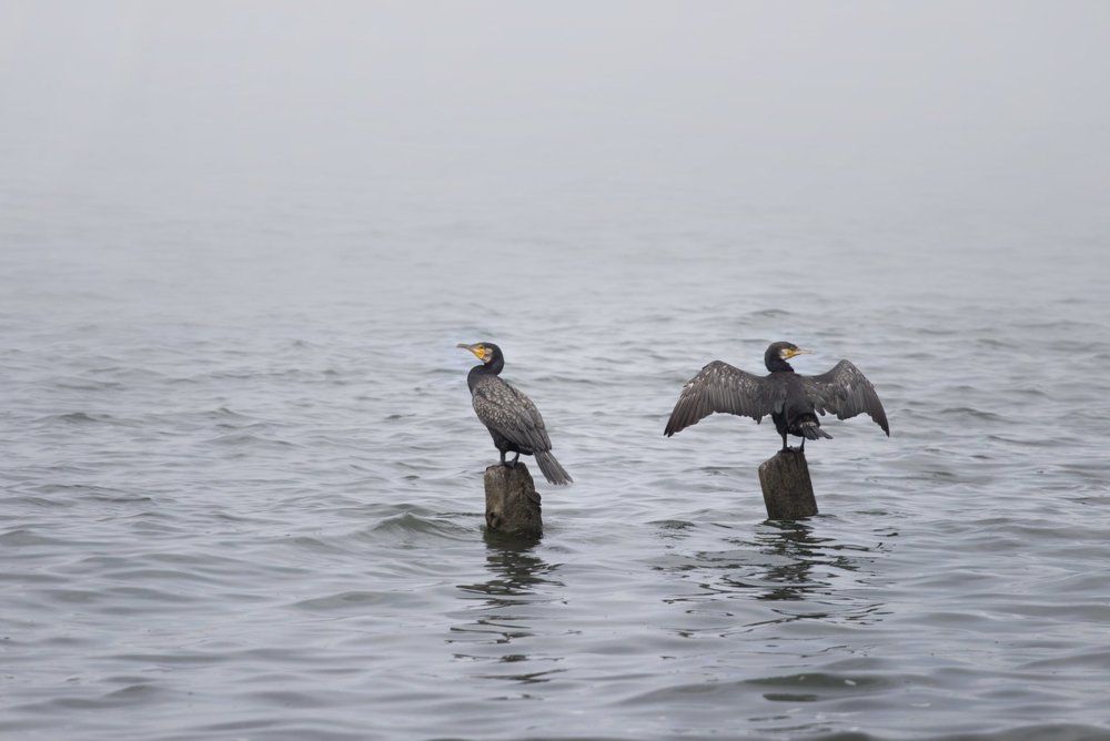 Photograph by яна