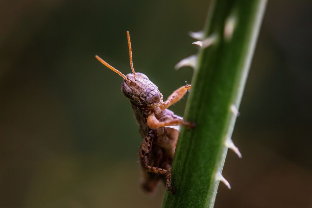 Приказка за палавото скакалче