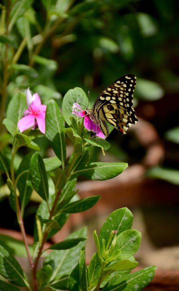 Buterfly's meal