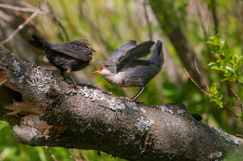 Кормящая мать