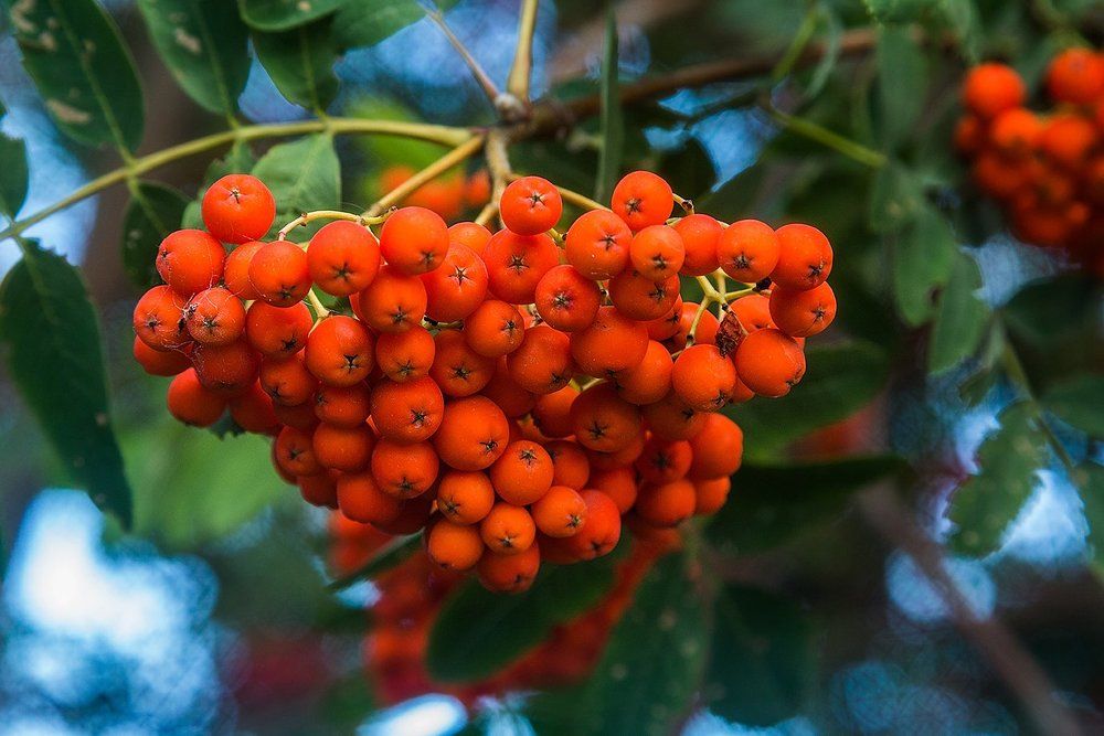 Рябиновые бусы