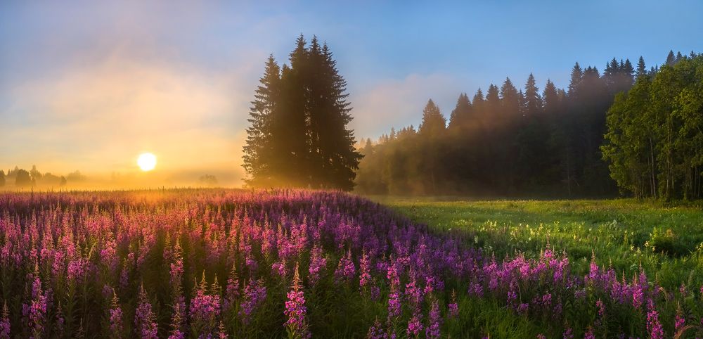 Мечта художника, или цветущие луга