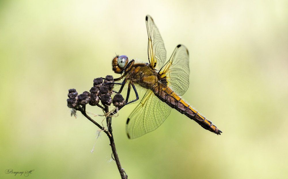 Попрыгунья стрекоза.