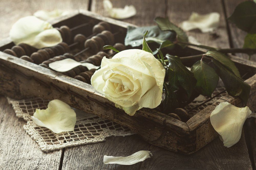 Белая роза.