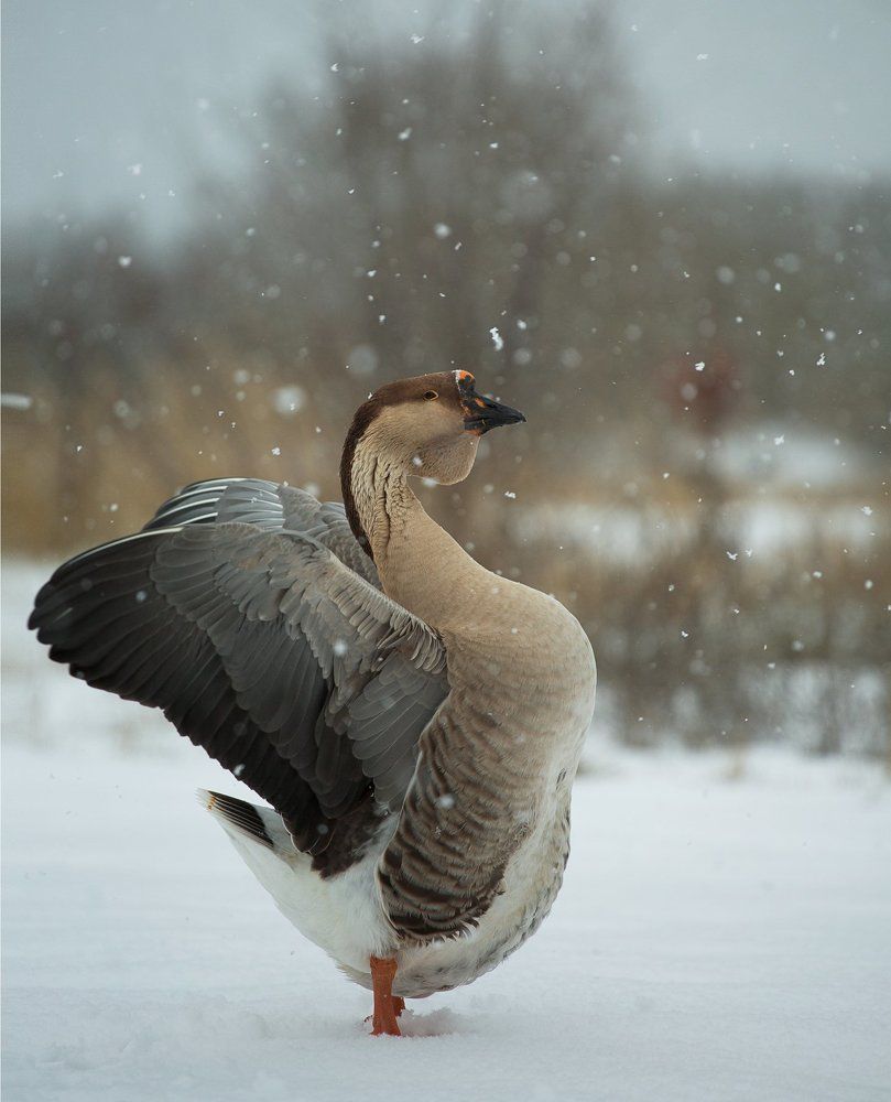 Дикая гусыня