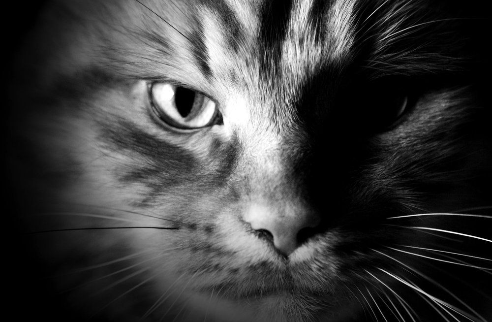 Чёрный портрет.