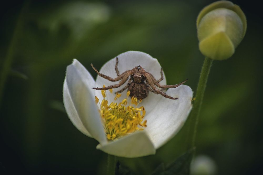 Анемон и паук