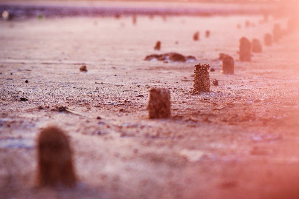 Розовый лиман