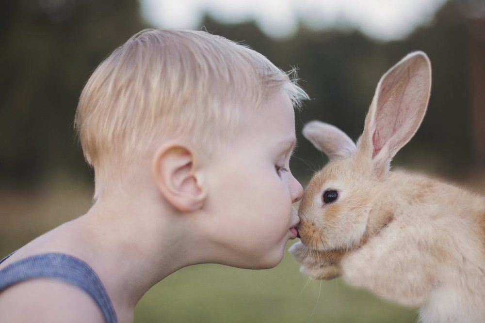 Два Зайчика