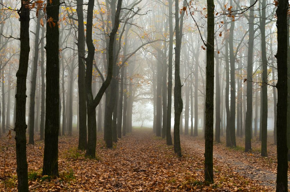 Осенняя сказка