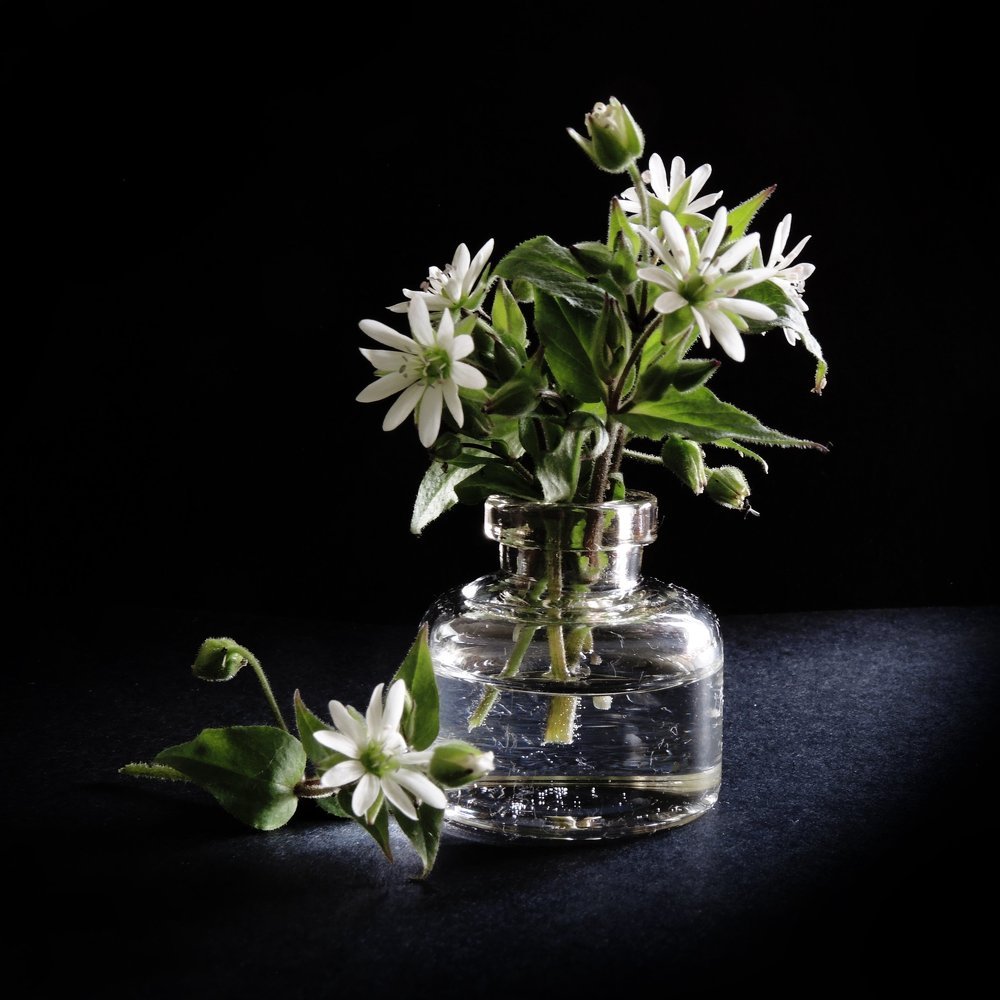 Макро-композиция с белыми цветами.