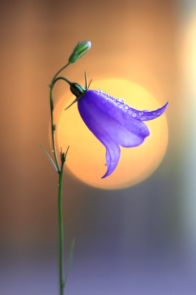 Колокольчик