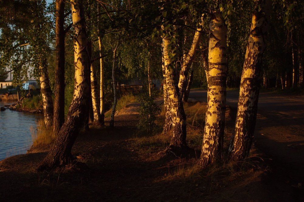 свет заката на березах