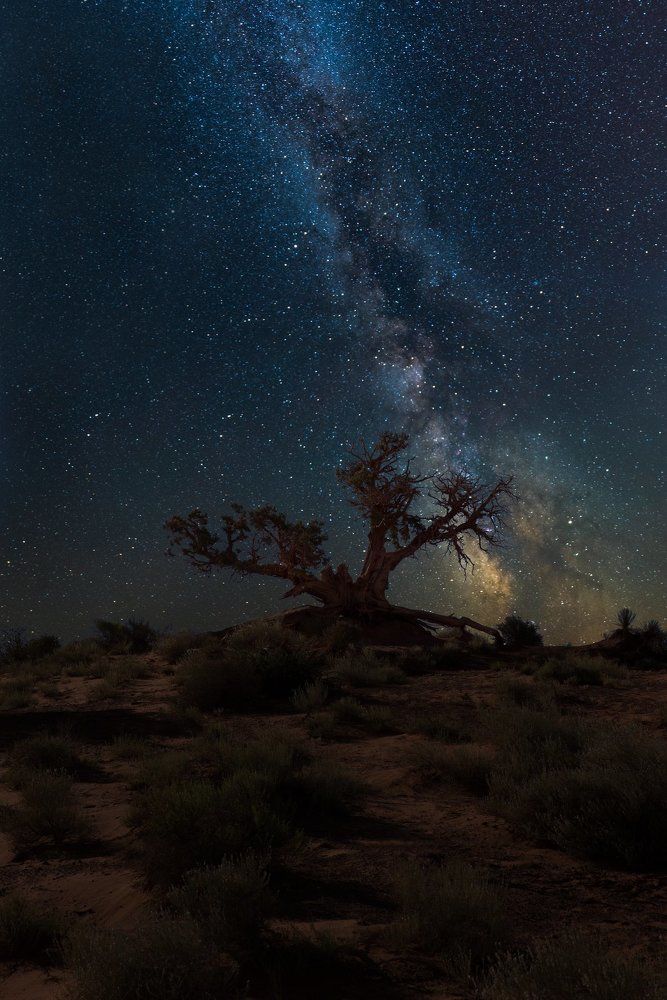 Lonely tree with milky way
