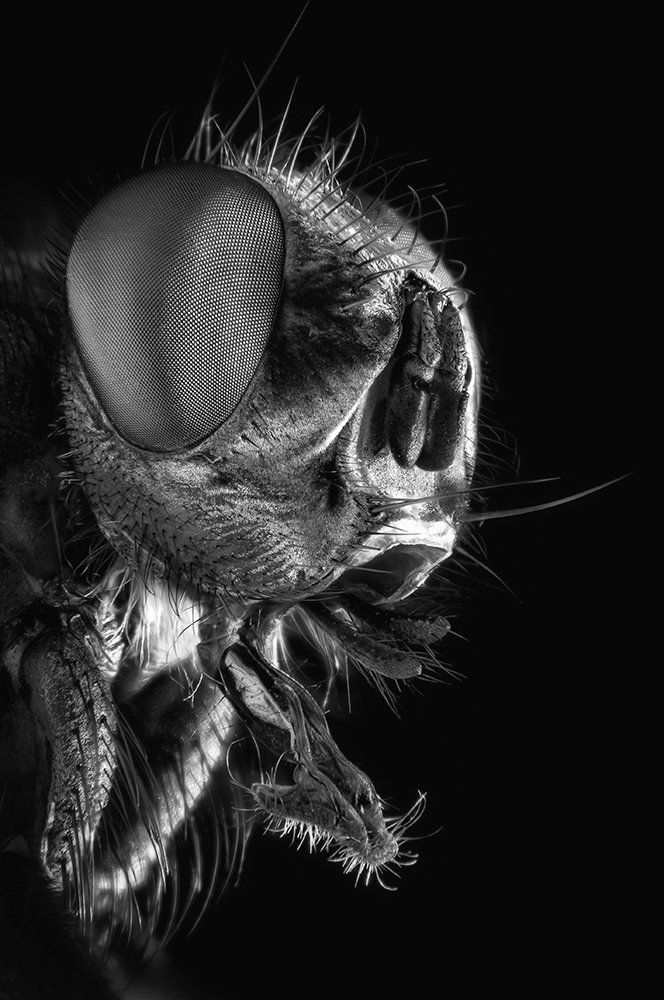 Photograph by Владимир Налбандян