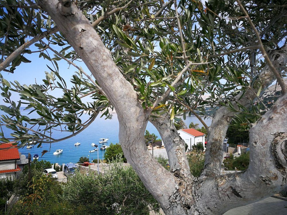 Olive tree