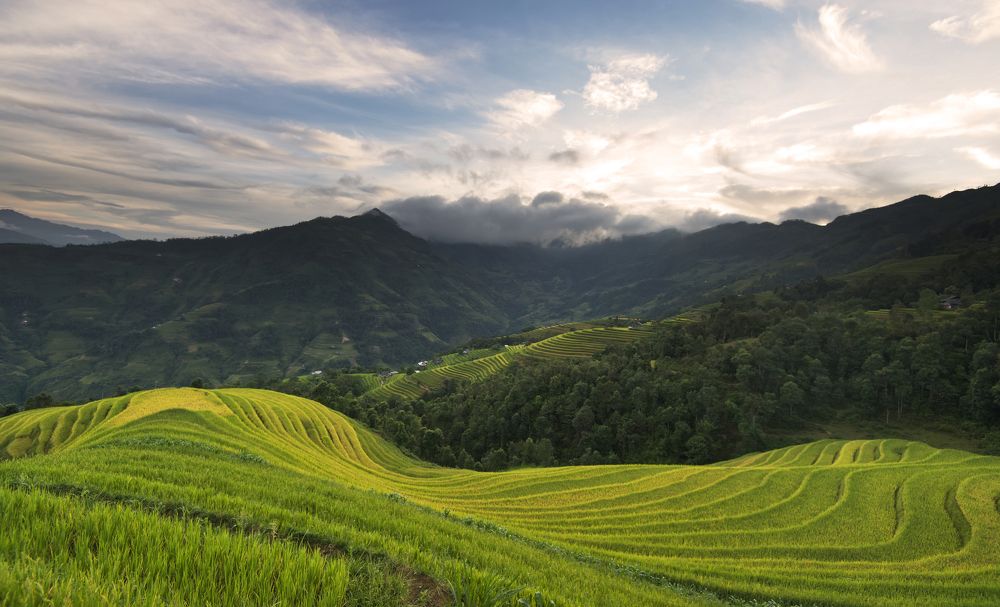 Terrace field - Vietnam