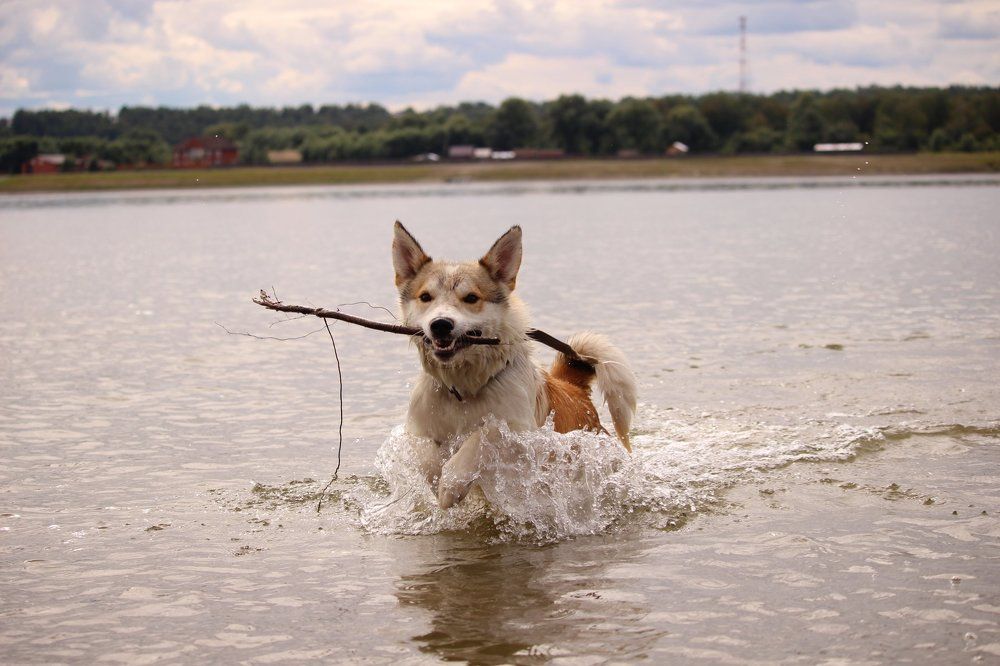 Собачья радость